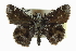  ( - CCDB-28956-C01)  @14 [ ] CreativeCommons - Attribution (2016) CBG Photography Group Centre for Biodiversity Genomics