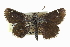  ( - CCDB-28956-C02_NGS)  @14 [ ] CreativeCommons - Attribution (2016) Jacopo DErcole Centre for Biodiversity Genomics
