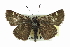  ( - CCDB-28956-C11)  @14 [ ] CreativeCommons - Attribution (2016) CBG Photography Group Centre for Biodiversity Genomics