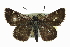 ( - CCDB-28956-C12)  @14 [ ] CreativeCommons - Attribution (2016) CBG Photography Group Centre for Biodiversity Genomics