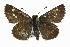 ( - CCDB-28956-D01)  @14 [ ] CreativeCommons - Attribution (2016) CBG Photography Group Centre for Biodiversity Genomics