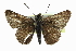  ( - CCDB-28956-D02)  @13 [ ] CreativeCommons - Attribution (2016) CBG Photography Group Centre for Biodiversity Genomics