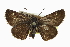  ( - CCDB-28956-D04_NGS)  @14 [ ] CreativeCommons - Attribution (2016) Jacopo DErcole Centre for Biodiversity Genomics