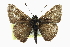  ( - CCDB-28956-D06)  @14 [ ] CreativeCommons - Attribution (2016) CBG Photography Group Centre for Biodiversity Genomics