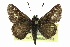  ( - CCDB-28956-D07)  @14 [ ] CreativeCommons - Attribution (2016) CBG Photography Group Centre for Biodiversity Genomics