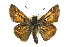  ( - CCDB-28956-F08)  @14 [ ] CreativeCommons - Attribution (2016) CBG Photography Group Centre for Biodiversity Genomics