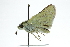  ( - CCDB-28956-F12)  @12 [ ] CreativeCommons - Attribution (2016) CBG Photography Group Centre for Biodiversity Genomics