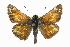  (Hesperia woodgatei - CCDB-28956-G01)  @14 [ ] CreativeCommons - Attribution (2016) CBG Photography Group Centre for Biodiversity Genomics