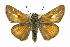  ( - CCDB-28956-G02)  @14 [ ] CreativeCommons - Attribution (2016) CBG Photography Group Centre for Biodiversity Genomics