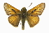  ( - CCDB-28956-G03)  @14 [ ] CreativeCommons - Attribution (2016) CBG Photography Group Centre for Biodiversity Genomics