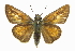  ( - CCDB-28956-G04_NGS)  @11 [ ] CreativeCommons - Attribution (2016) Jacopo DErcole Centre for Biodiversity Genomics