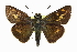  ( - CCDB-28956-H05)  @14 [ ] CreativeCommons - Attribution (2016) CBG Photography Group Centre for Biodiversity Genomics