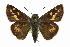  ( - CCDB-28956-H06)  @14 [ ] CreativeCommons - Attribution (2016) CBG Photography Group Centre for Biodiversity Genomics