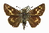 ( - CCDB-28956-H07)  @11 [ ] CreativeCommons - Attribution (2016) CBG Photography Group Centre for Biodiversity Genomics