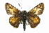  ( - CCDB-28956-H08)  @14 [ ] CreativeCommons - Attribution (2016) CBG Photography Group Centre for Biodiversity Genomics