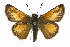  ( - CCDB-28956-H09_NGS)  @11 [ ] CreativeCommons - Attribution (2016) Jacopo DErcole Centre for Biodiversity Genomics
