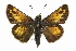  ( - CCDB-28956-H10_NGS)  @11 [ ] CreativeCommons - Attribution (2016) Jacopo DErcole Centre for Biodiversity Genomics