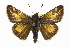  ( - CCDB-28956-H11_NGS)  @11 [ ] CreativeCommons - Attribution (2016) Jacopo DErcole Centre for Biodiversity Genomics