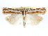  ( - CCDB-28957-A01)  @11 [ ] CreativeCommons - Attribution (2016) CBG Photography Group Centre for Biodiversity Genomics