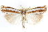  ( - CCDB-28957-A02)  @11 [ ] CreativeCommons - Attribution (2016) CBG Photography Group Centre for Biodiversity Genomics