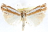  ( - CCDB-28957-A05)  @14 [ ] CreativeCommons - Attribution (2016) CBG Photography Group Centre for Biodiversity Genomics