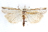  ( - CCDB-28957-B10)  @12 [ ] CreativeCommons - Attribution (2016) CBG Photography Group Centre for Biodiversity Genomics