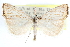  (Agriphila costalipartella - CCDB-28957-B12)  @14 [ ] CreativeCommons - Attribution (2016) CBG Photography Group Centre for Biodiversity Genomics