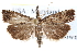  ( - CCDB-28957-E11)  @13 [ ] CreativeCommons - Attribution (2016) CBG Photography Group Centre for Biodiversity Genomics