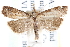  ( - CCDB-28957-E12)  @13 [ ] CreativeCommons - Attribution (2016) CBG Photography Group Centre for Biodiversity Genomics