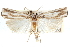  ( - CCDB-28957-F08)  @11 [ ] CreativeCommons - Attribution (2016) CBG Photography Group Centre for Biodiversity Genomics