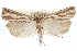  ( - CCDB-28957-F09)  @11 [ ] CreativeCommons - Attribution (2016) CBG Photography Group Centre for Biodiversity Genomics