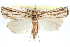  ( - CCDB-28957-F10)  @11 [ ] CreativeCommons - Attribution (2016) CBG Photography Group Centre for Biodiversity Genomics