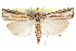  ( - CCDB-28957-F11)  @11 [ ] CreativeCommons - Attribution (2016) CBG Photography Group Centre for Biodiversity Genomics