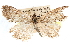  (Evergestis palousalis - CCDB-28957-H07)  @11 [ ] CreativeCommons - Attribution (2016) CBG Photography Group Centre for Biodiversity Genomics