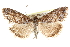  ( - CCDB-28957-H08)  @11 [ ] CreativeCommons - Attribution (2016) CBG Photography Group Centre for Biodiversity Genomics