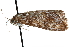  ( - CCDB-28957-H11)  @11 [ ] CreativeCommons - Attribution (2016) CBG Photography Group Centre for Biodiversity Genomics