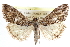  (Evergestis columbialis - CCDB-28958-A07)  @14 [ ] CreativeCommons - Attribution (2016) CBG Photography Group Centre for Biodiversity Genomics