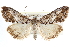  ( - CCDB-28958-A08)  @14 [ ] CreativeCommons - Attribution (2016) CBG Photography Group Centre for Biodiversity Genomics
