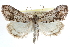  ( - CCDB-28958-A09)  @11 [ ] CreativeCommons - Attribution (2016) CBG Photography Group Centre for Biodiversity Genomics