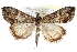  (Evergestis wallacensis - CCDB-28958-A12)  @11 [ ] CreativeCommons - Attribution (2016) CBG Photography Group Centre for Biodiversity Genomics