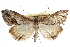  (Evergestis angelina - CCDB-28958-B02)  @15 [ ] CreativeCommons - Attribution (2016) CBG Photography Group Centre for Biodiversity Genomics