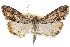  (Evergestis fuscistrigalis - CCDB-28958-B06)  @14 [ ] CreativeCommons - Attribution (2016) CBG Photography Group Centre for Biodiversity Genomics