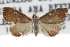 ( - CCDB-28958-D04)  @11 [ ] CreativeCommons - Attribution (2016) CBG Photography Group Centre for Biodiversity Genomics