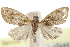  ( - CCDB-28958-D06)  @11 [ ] CreativeCommons - Attribution (2016) CBG Photography Group Centre for Biodiversity Genomics