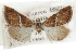  ( - CCDB-28958-E06)  @11 [ ] CreativeCommons - Attribution (2016) CBG Photography Group Centre for Biodiversity Genomics