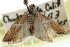  ( - CCDB-28958-E07)  @13 [ ] CreativeCommons - Attribution (2016) CBG Photography Group Centre for Biodiversity Genomics