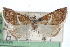  ( - CCDB-28958-E08)  @11 [ ] CreativeCommons - Attribution (2016) CBG Photography Group Centre for Biodiversity Genomics