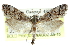  (Cacotherapia bilinealis - CCDB-28959-B02)  @11 [ ] CreativeCommons - Attribution (2016) CBG Photography Group Centre for Biodiversity Genomics
