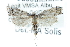  (Cacotherapia angulalis - CCDB-28959-B07)  @14 [ ] CreativeCommons - Attribution (2016) CBG Photography Group Centre for Biodiversity Genomics