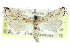  (Cacotherapia interalbicalis - CCDB-28959-B10)  @11 [ ] CreativeCommons - Attribution (2016) CBG Photography Group Centre for Biodiversity Genomics